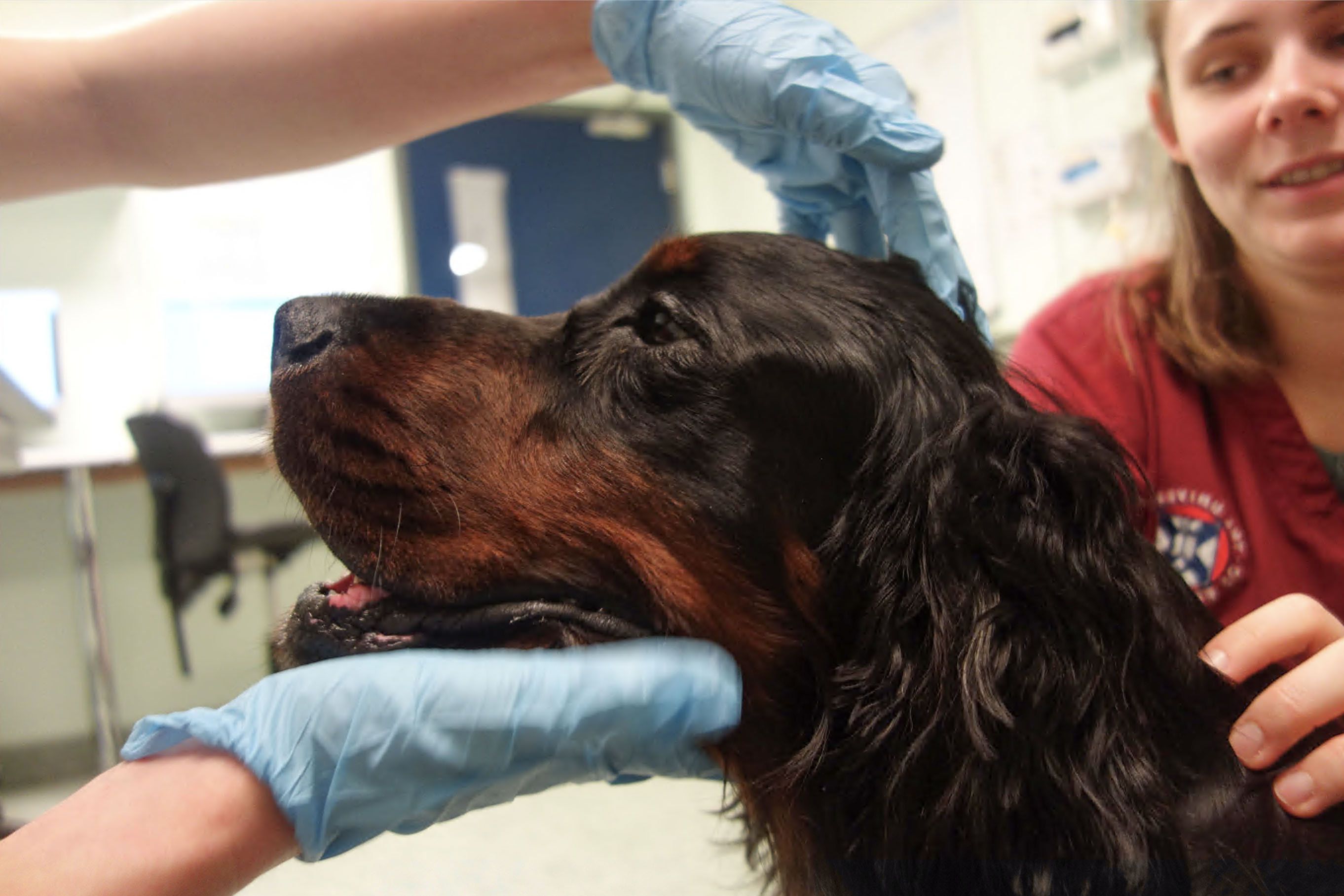 Cockerspaniel "Ralph" kam noch mit einem blauen Auge davon. 