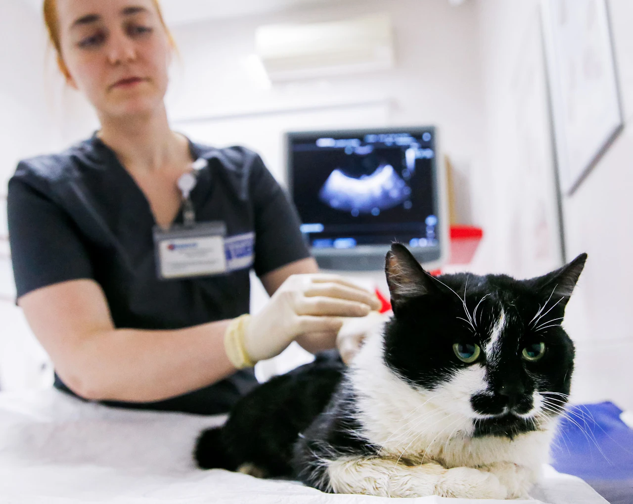 Heute.at - Frau steckte eigene Katze mit Corona an