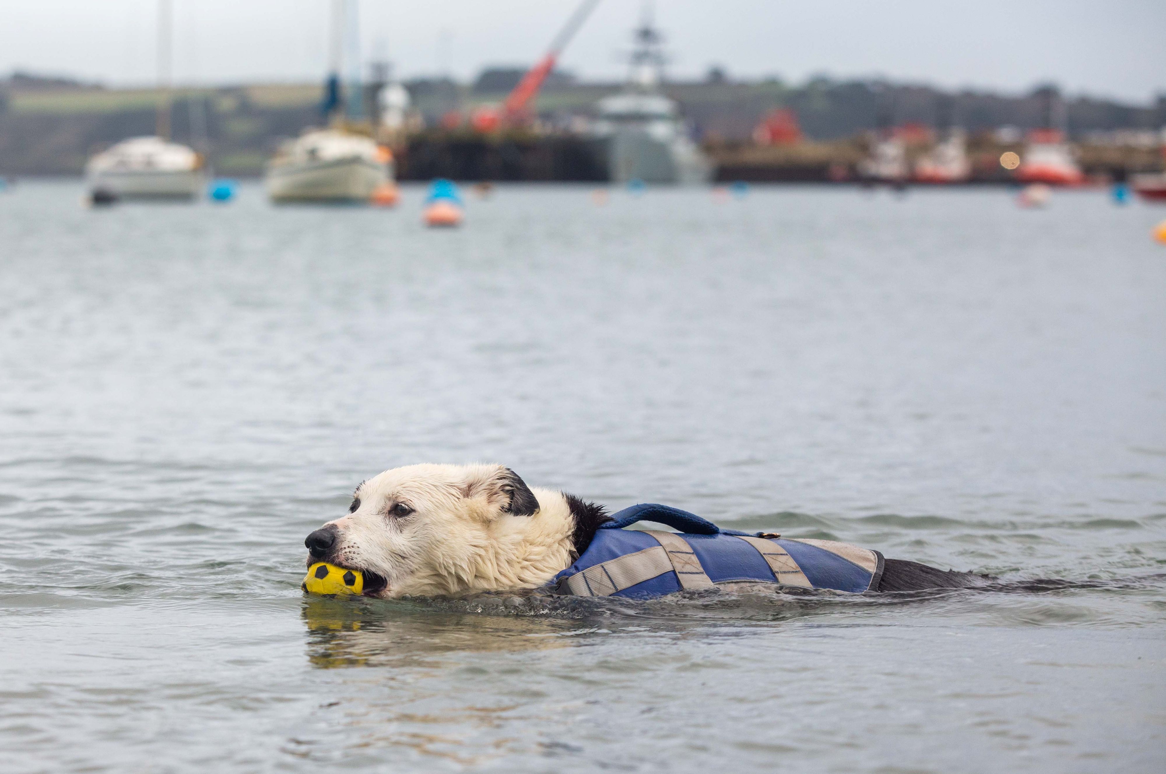 Border Collie Hündin "Toobs" wurde Anfang des Jahres berühmt, als sie von einem Boot fiel und zweieinhalb Meilen zurück an Land schwamm. 