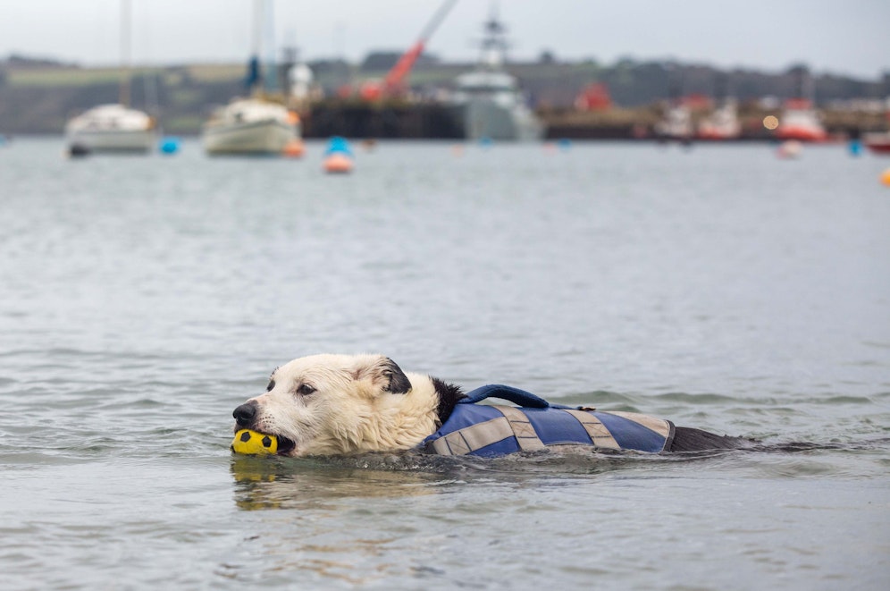 Border Collie Hündin 