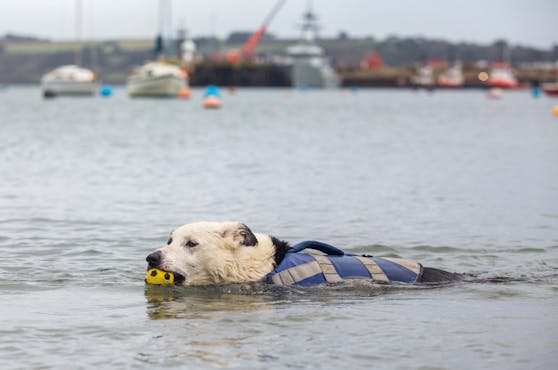 Border Collie Hündin "Toobs" wurde Anfang des Jahres berühmt, als sie von einem Boot fiel und zweieinhalb Meilen zurück an Land schwamm.