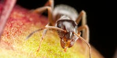 So helfen Ameisen bei der Erforschung von Pandemien