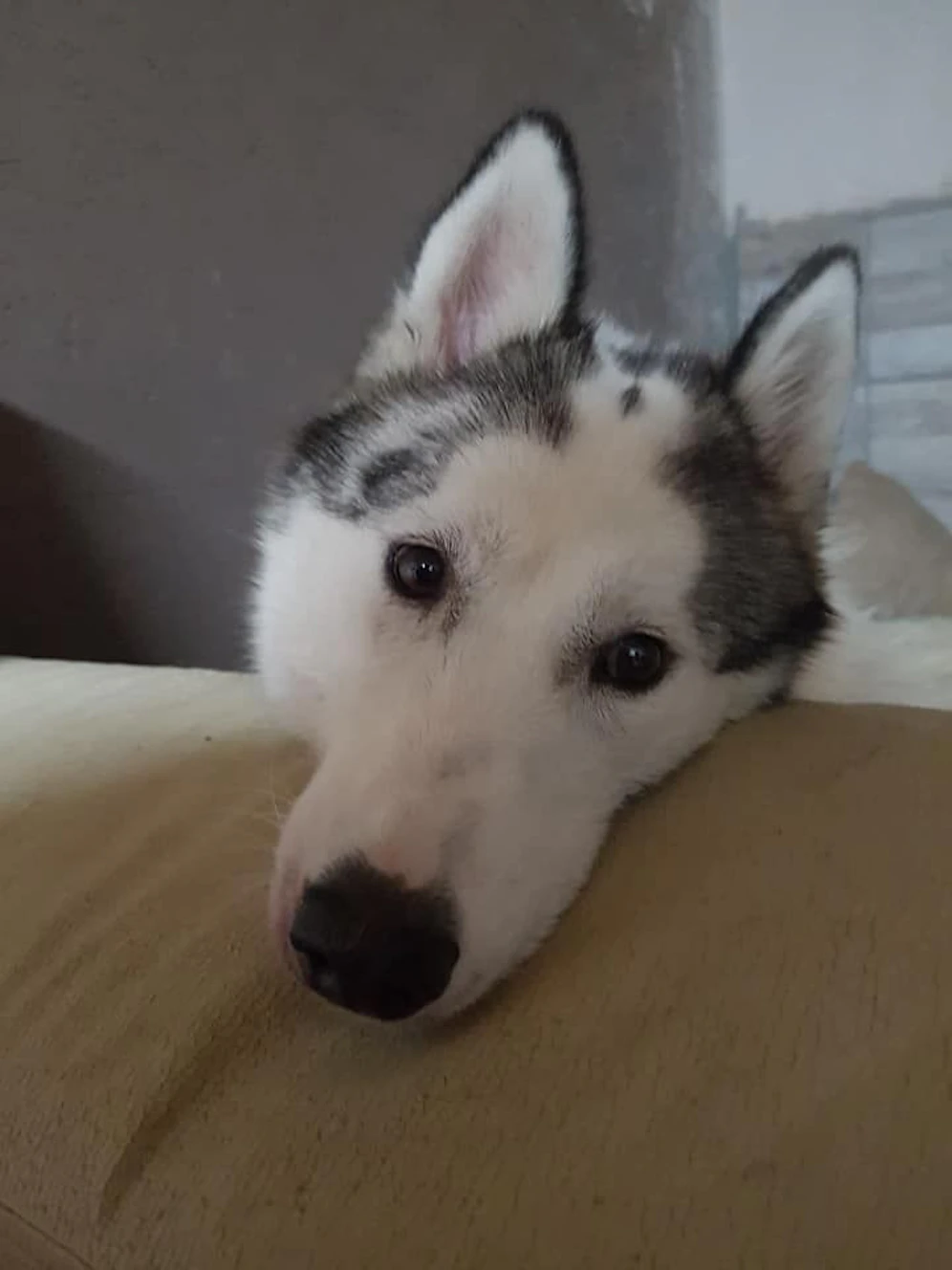 Die trächtige Huskyhündin sollte eingeschläfert werden.