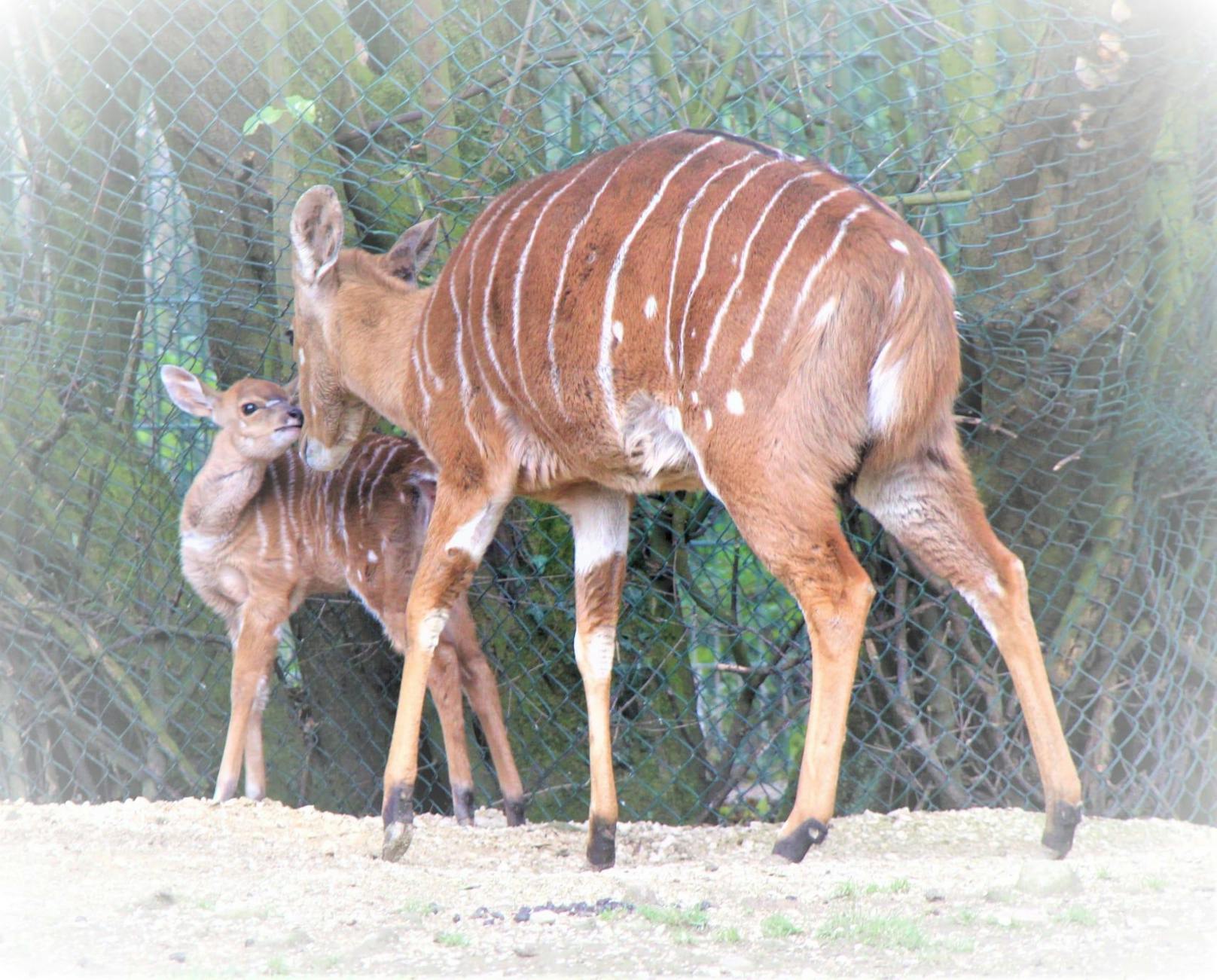Nachwuchs im Linzer Zoo. Die Antilopen haben Zuwachs bekommen. 