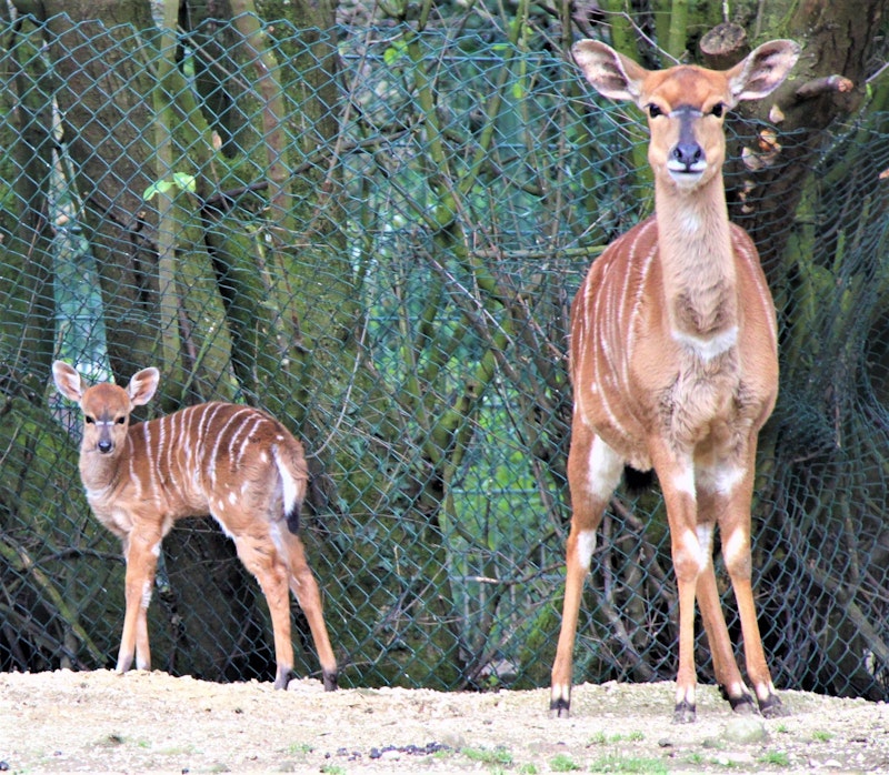Nachwuchs im Linzer Zoo. Die Antilopen haben Zuwachs bekommen. 