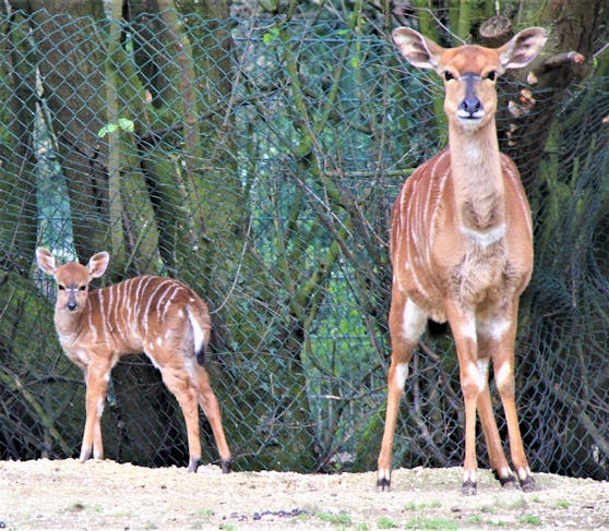 Nachwuchs im Linzer Zoo. Die Antilopen haben Zuwachs bekommen.