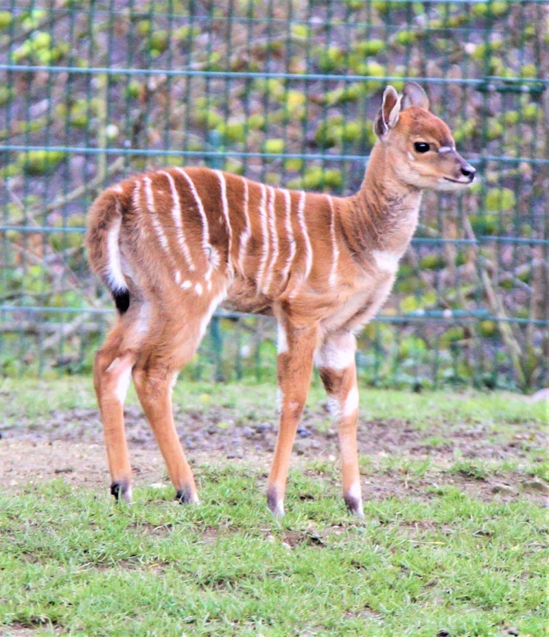 Nachwuchs im Linzer Zoo. Die Antilopen haben Zuwachs bekommen. 