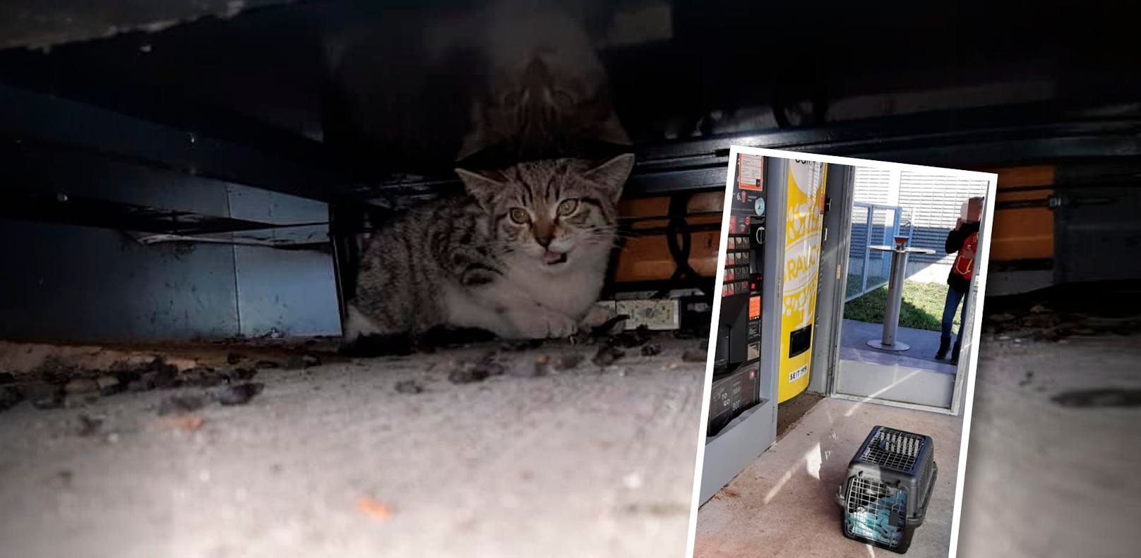 Dieses Katzerl saß auf der Raststation in einem Kaffeeautomaten fest. Die Tierrettung OÖ kam und befreite es. 