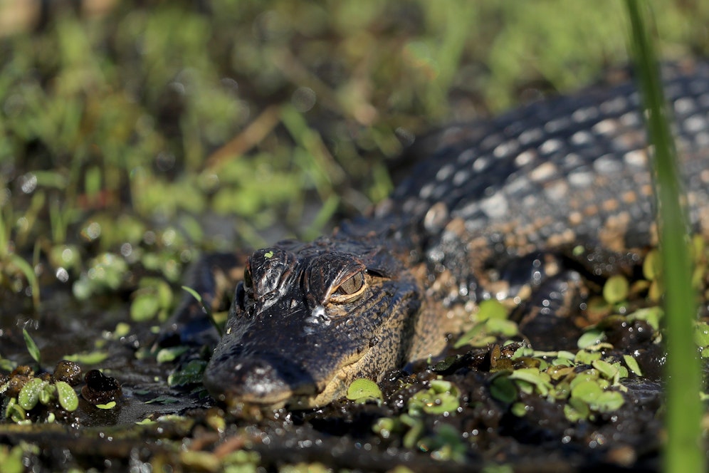 Herrchen Richard Wilbanks zögert keine Sekunde und rettet seinen kleinen Hund vor einem Alligator. 