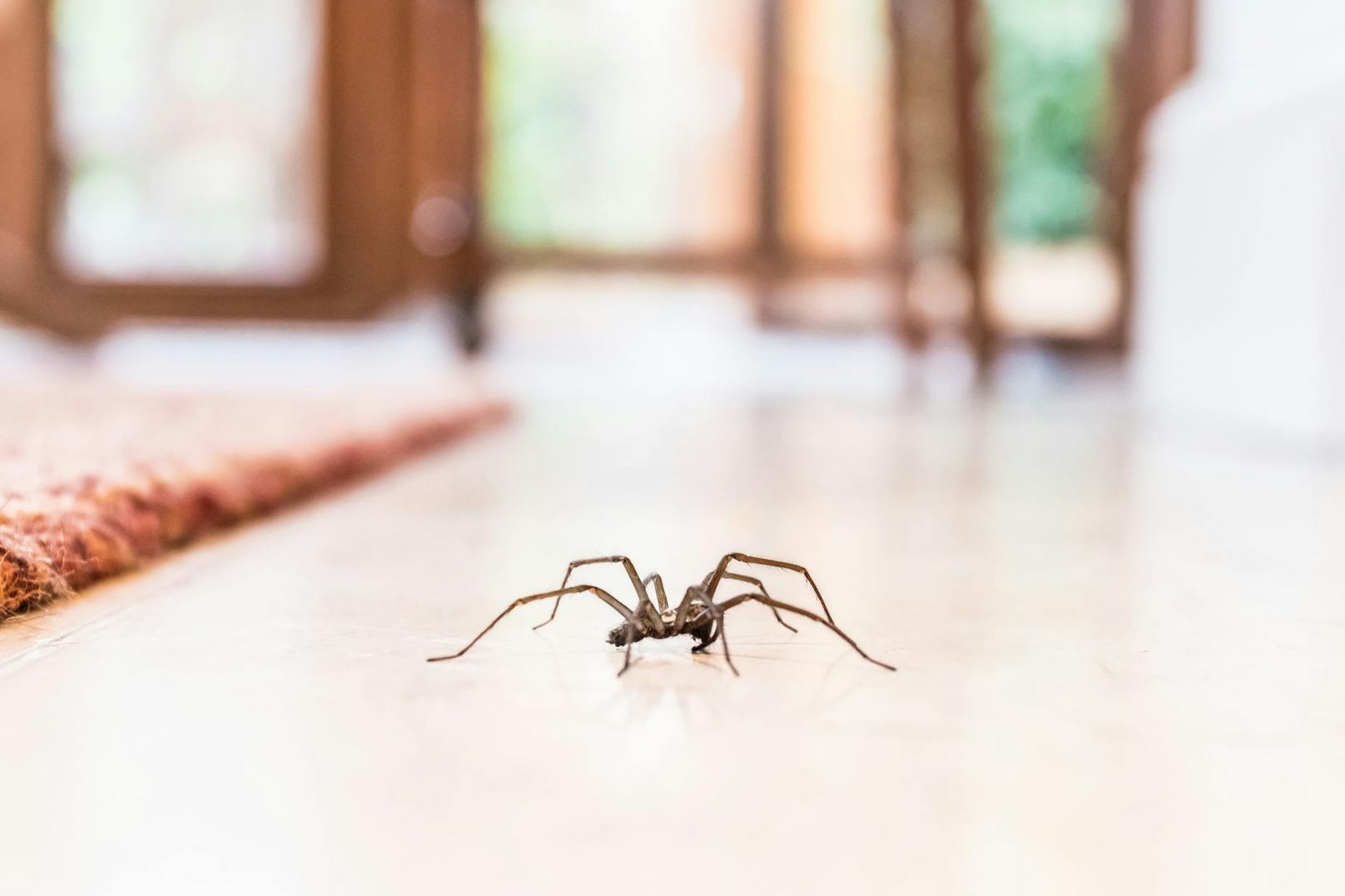 Können Spinnen sich wieder aus dem Staubsauger befreien? 