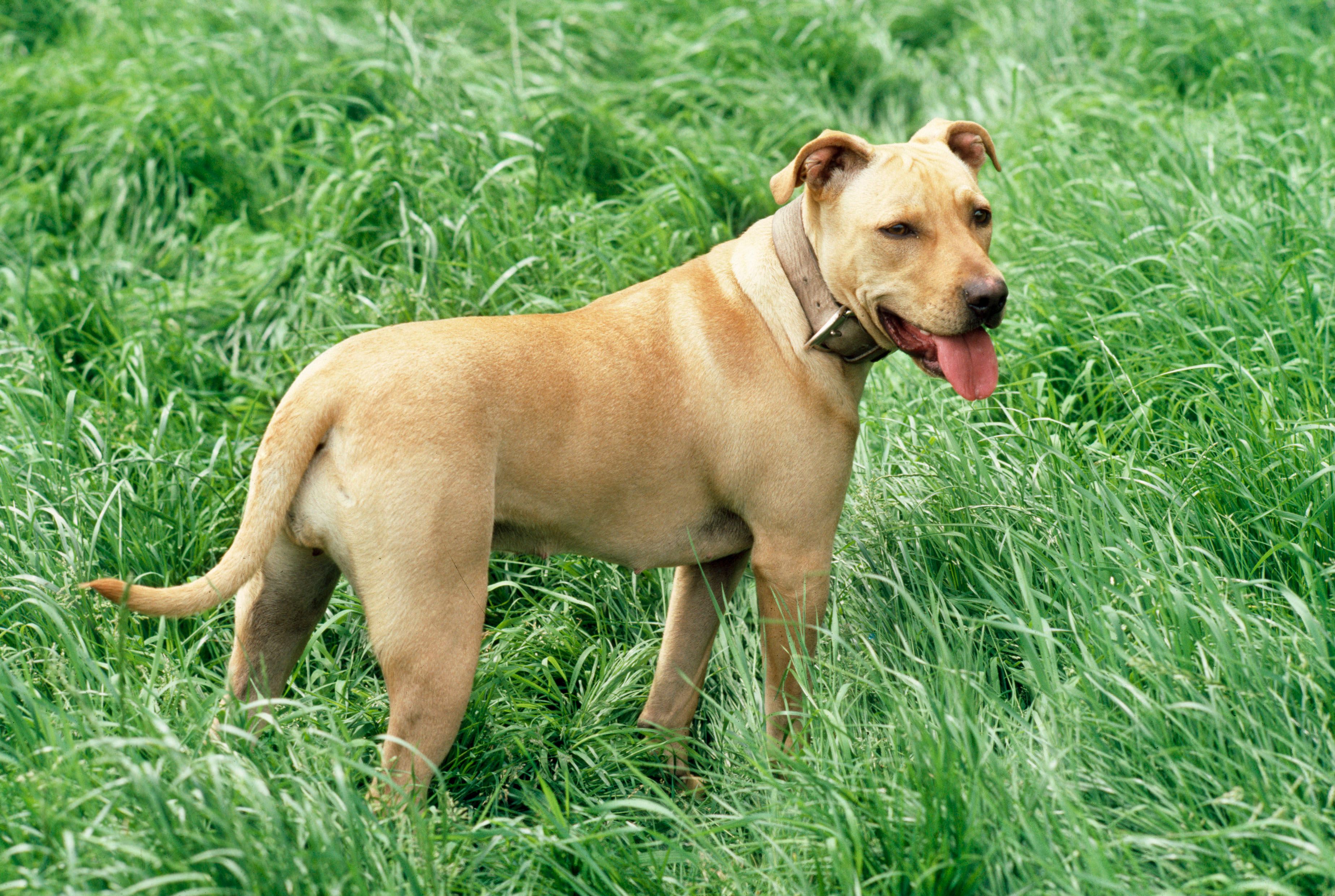 Der Jugendliche wurde von einem Pitbull Terrier angegriffen.