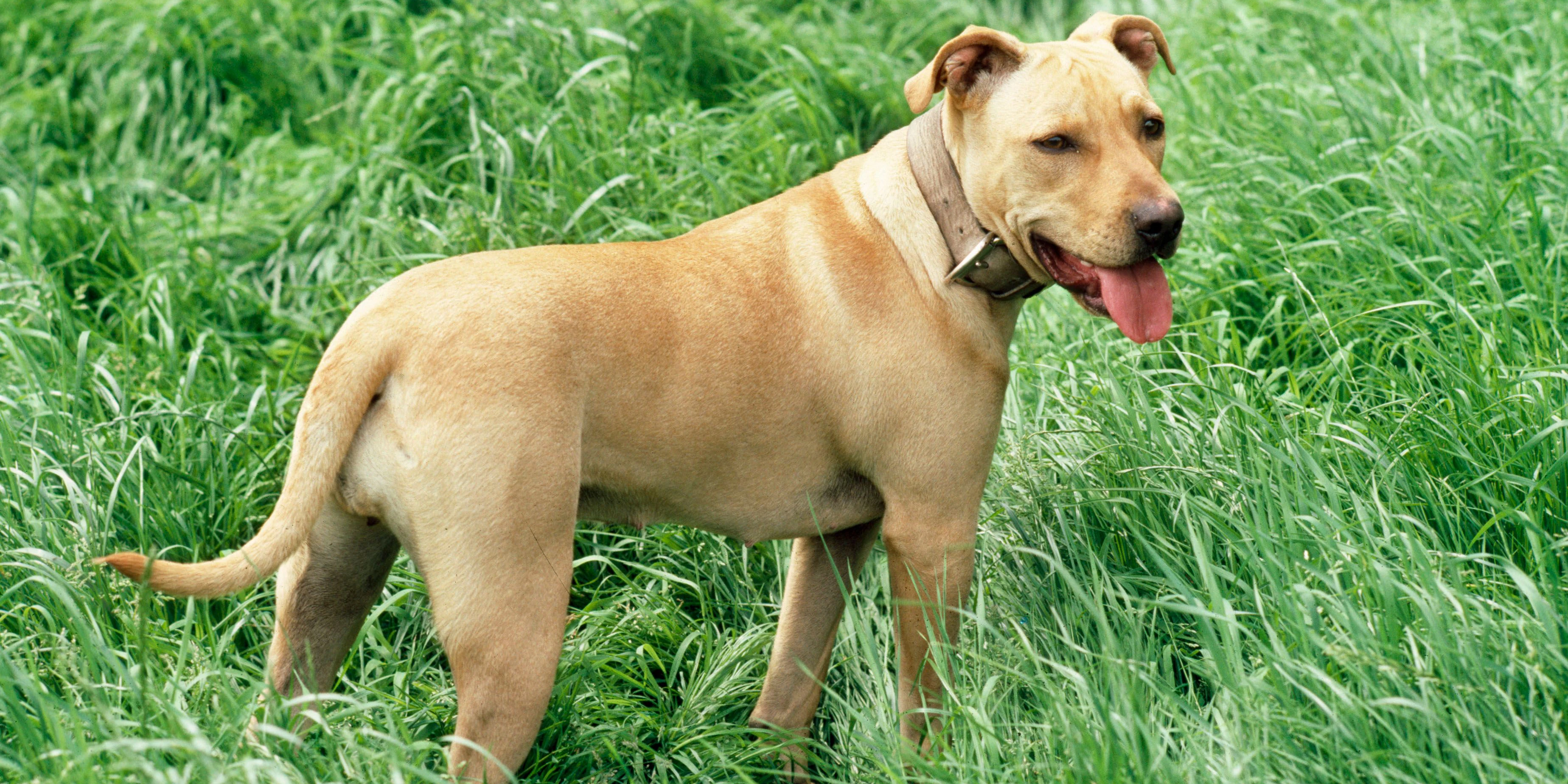 Pitbull Terrier