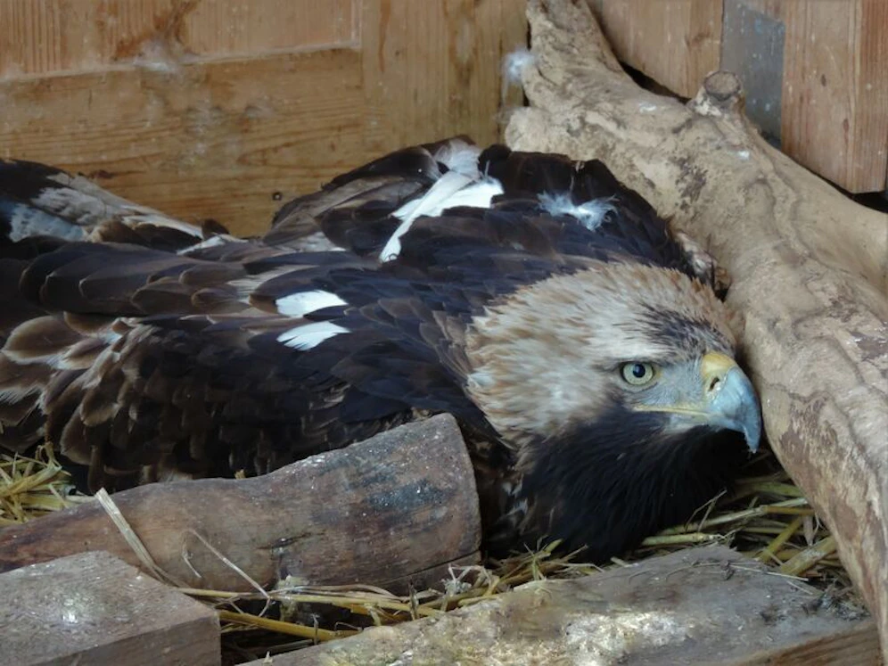 Der angeschossene Kaiseradler wird in Haringsee gepflegt.