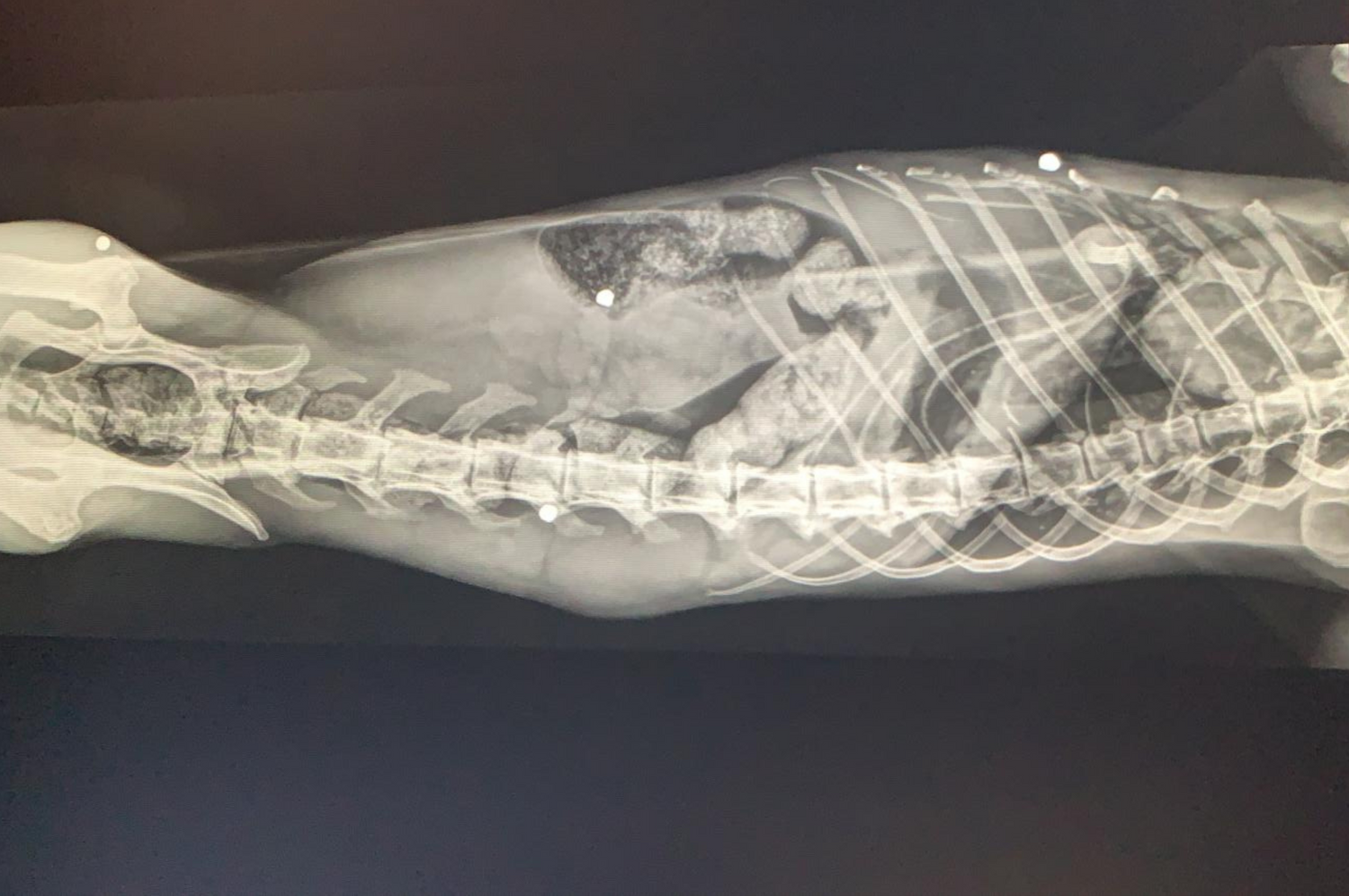 Der 15-jährige, blinde Kater "Tizian" wurde offenbar mit einem Schrotgewehr angeschossen. 