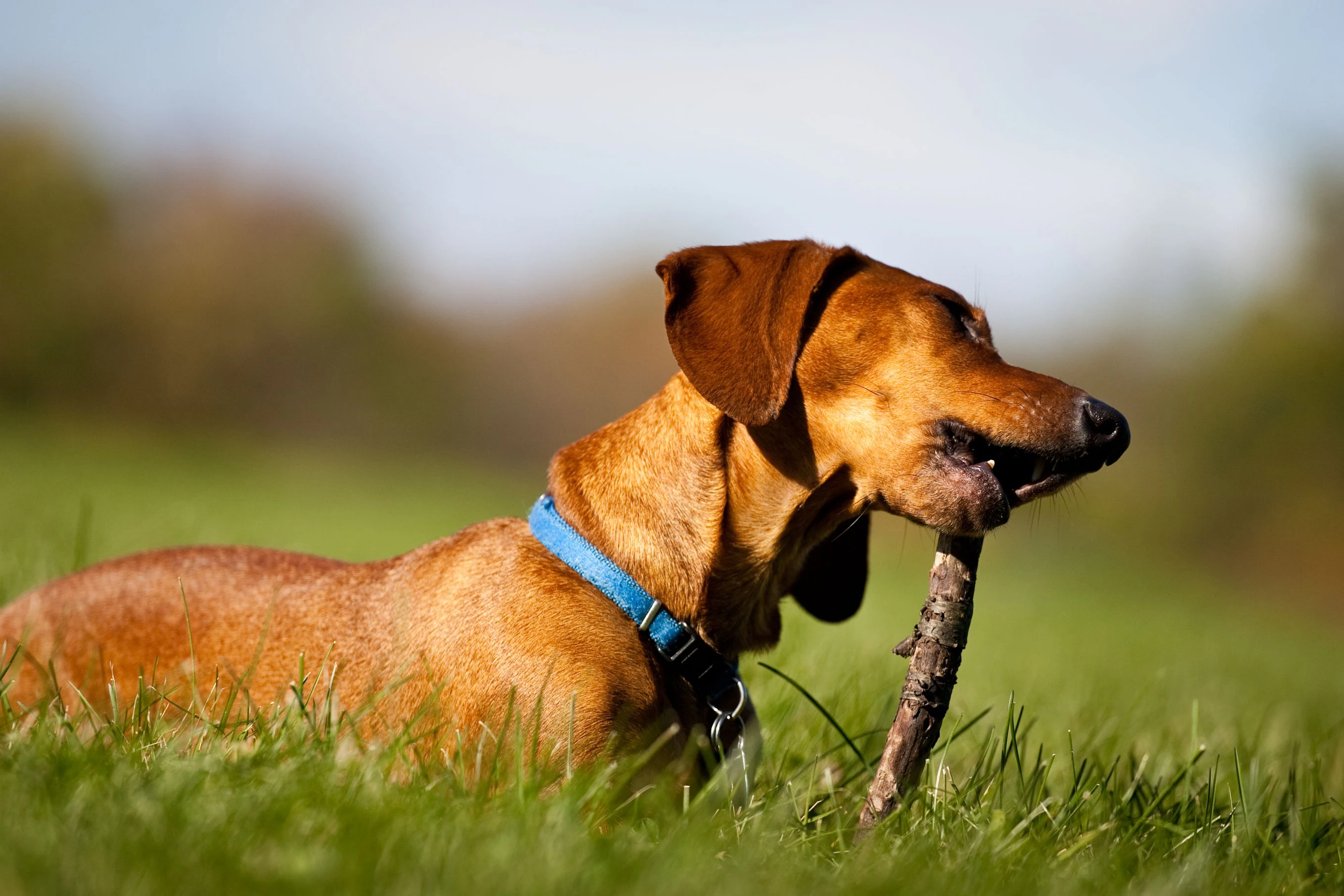 Der lustige Dackel hat sogar ein eigenes Instagram Profil: "bosco and his big sticks" 