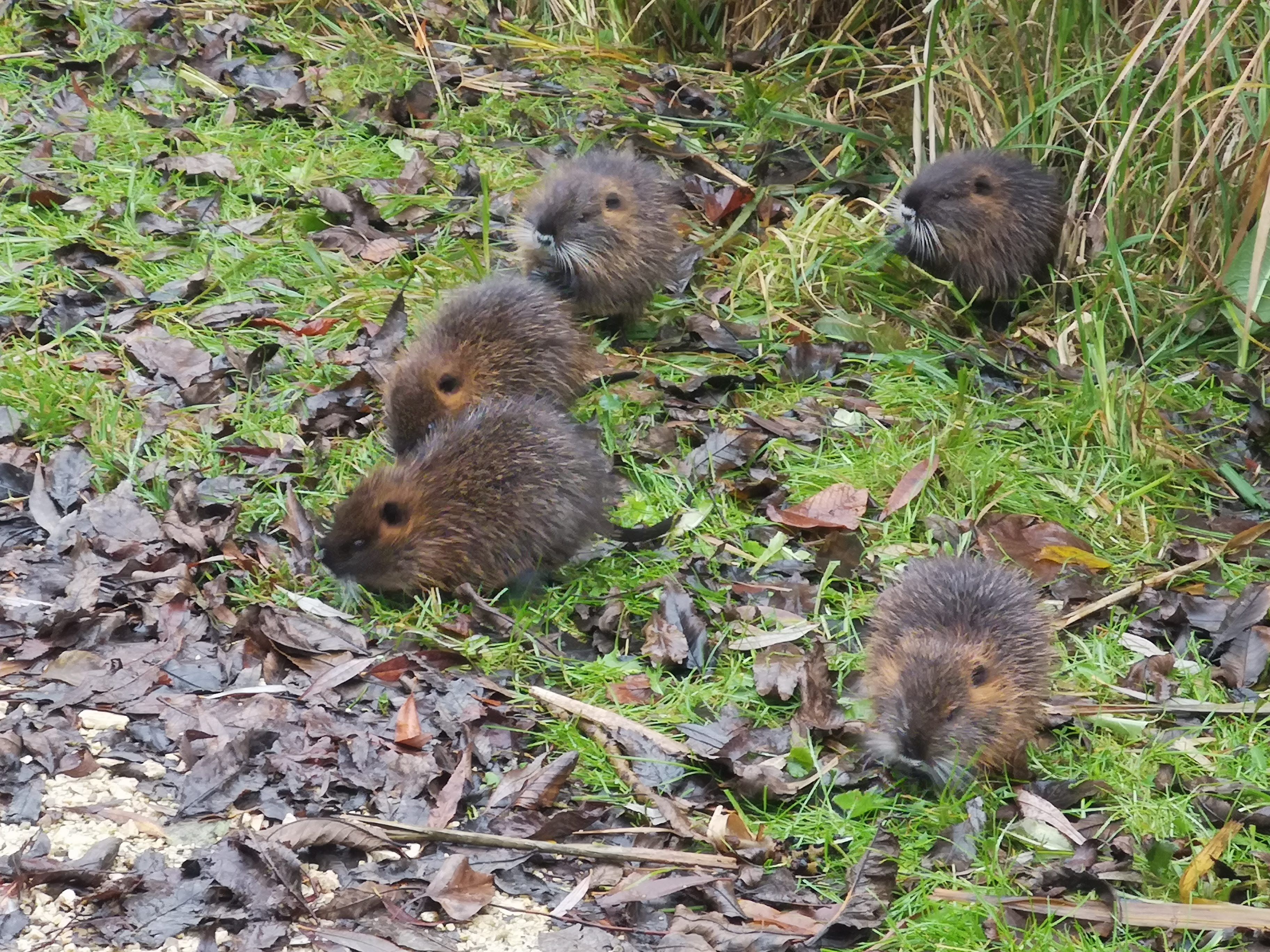 Die jungen Tierchen im Weinviertel