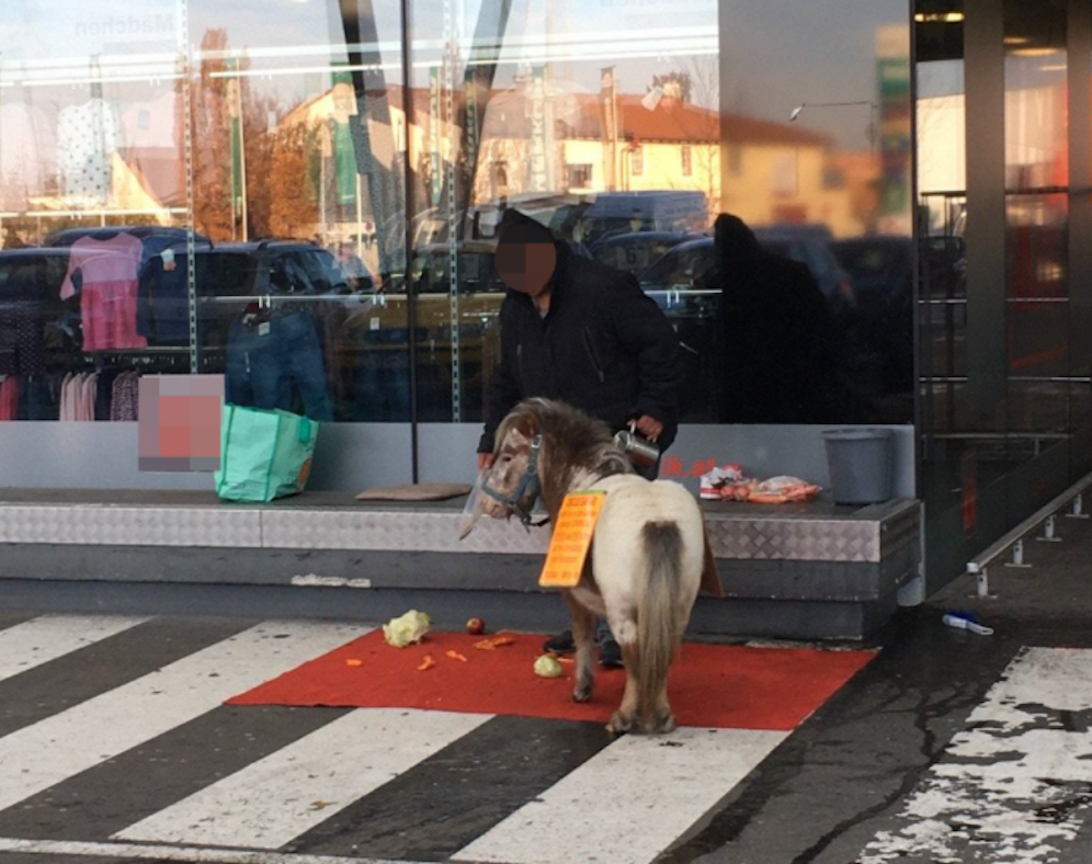 Mit dem Pony in Vösendorf um Futter gebettelt.