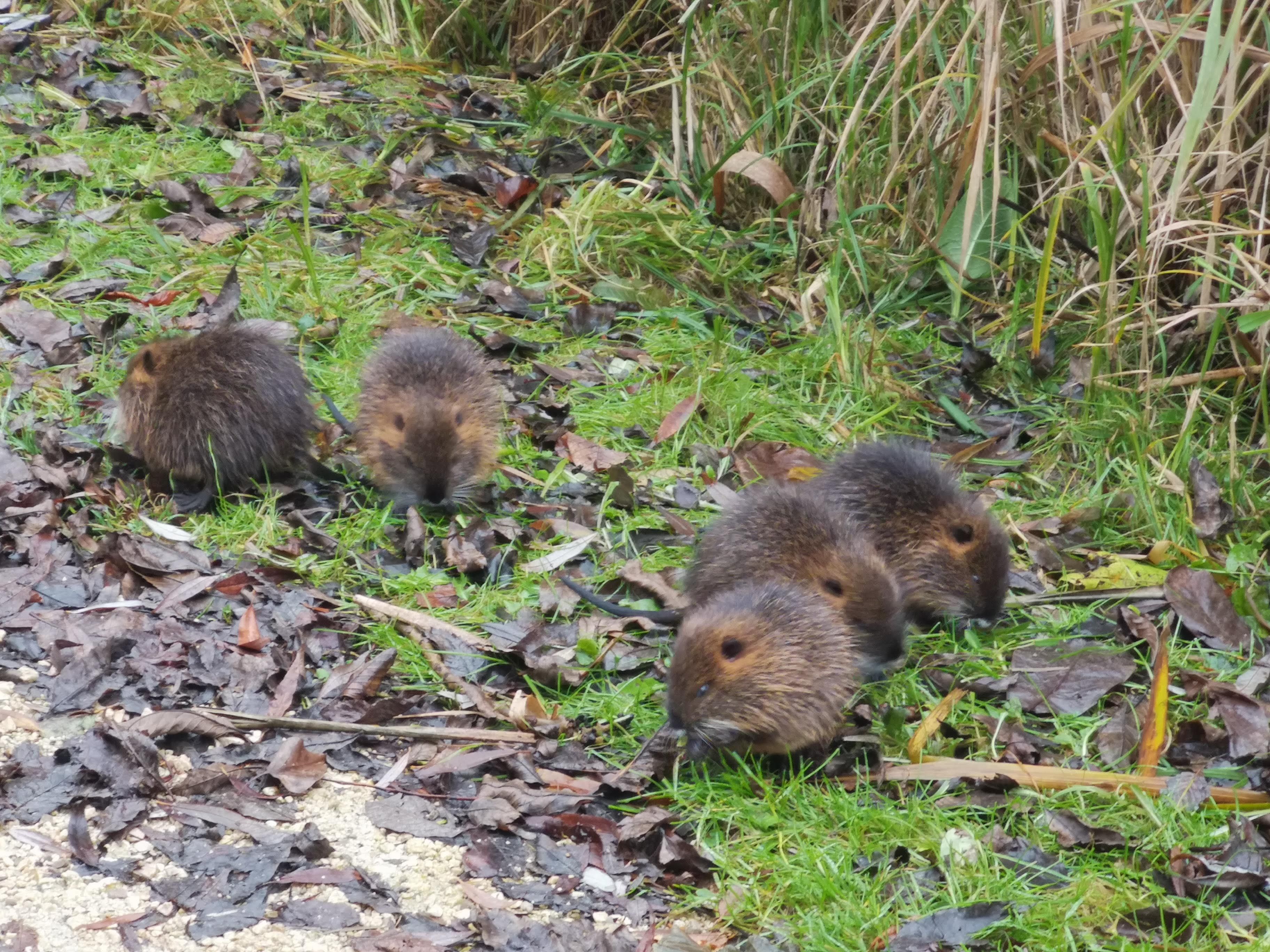 Rätsel um diese gesichteten Tiere