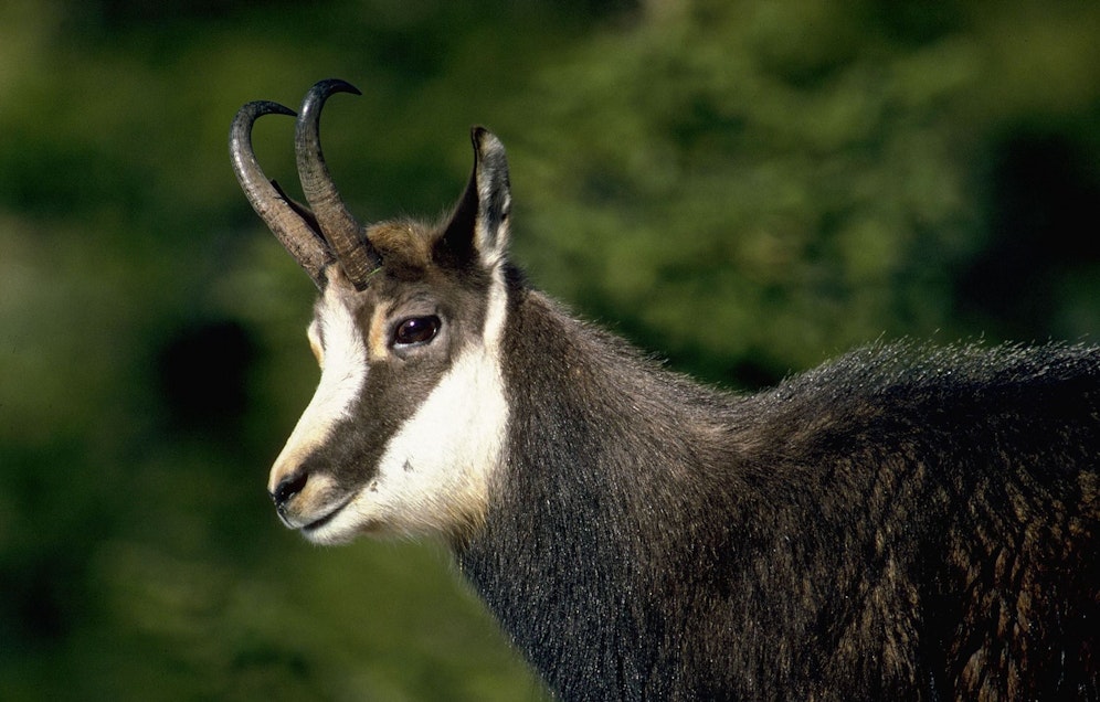 Eine Gämse in freier Wildbahn. Archivbild