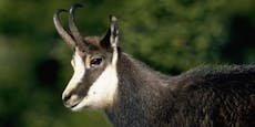 Gams wächst riesiges Horn aus Bein – von Jäger getötet