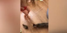 Video: Frau denkt Katze spielt mit Hase - FAST richtig