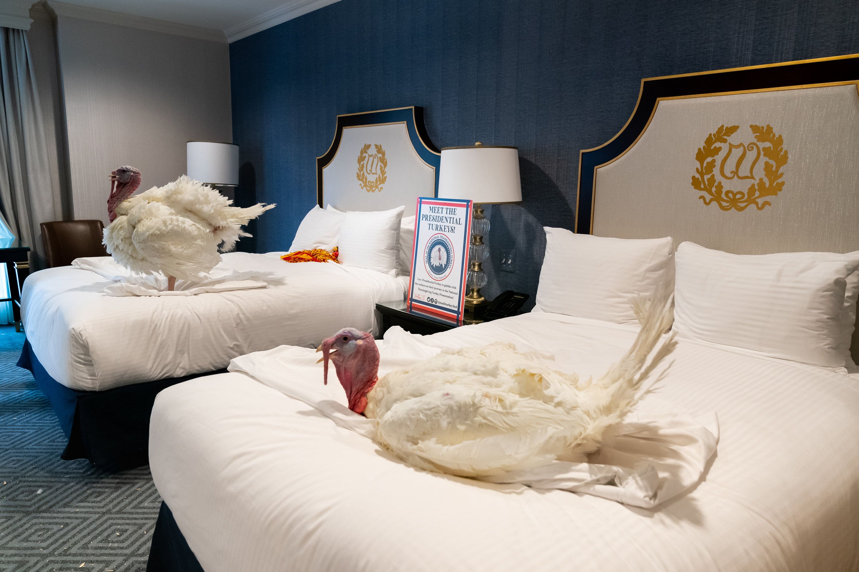 Der eigentlich zum Verzehr bestimmte Truthahn und das Ersatztier werden jährlich offiziell im Weißen Haus begnadigt.