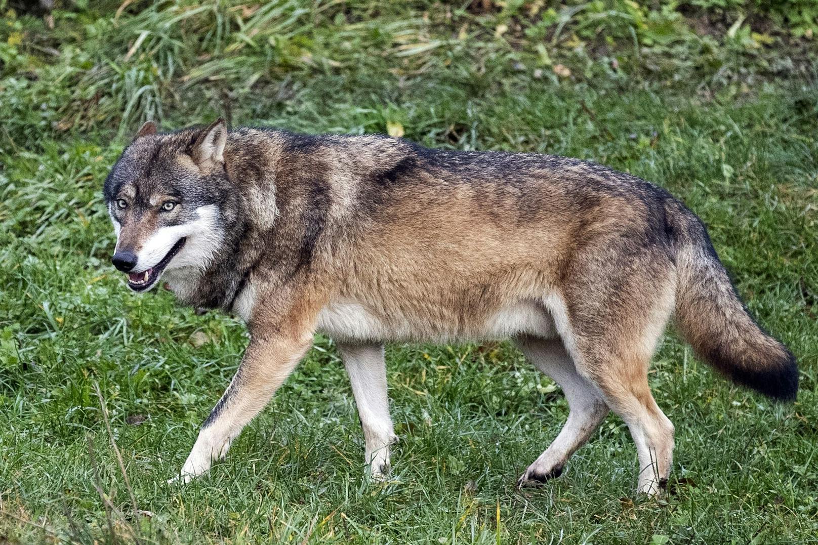 Ein Wolf im Tierpark Goldau, Schweiz. Symbolbild