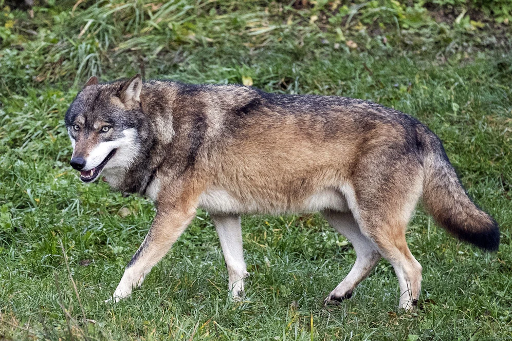 Ein Wolf im Tierpark Goldau, Schweiz. Symbolbild