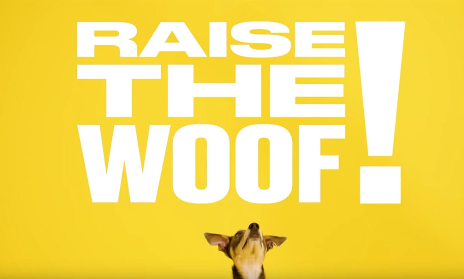 "Raise the Woof" ist vollgepackt mit englischen Zurufen und Pfeif- und Quietschgeräuschen. 
