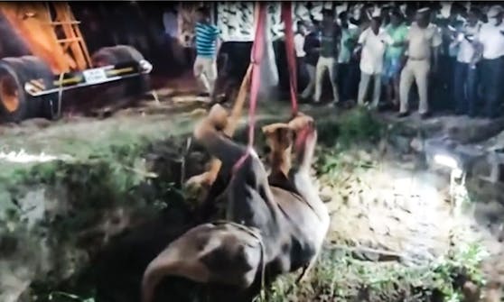 16 Stunden dauerte die Rettungsaktion in Indien um den Elefanten aus dem Brunnenschacht zu befreien.