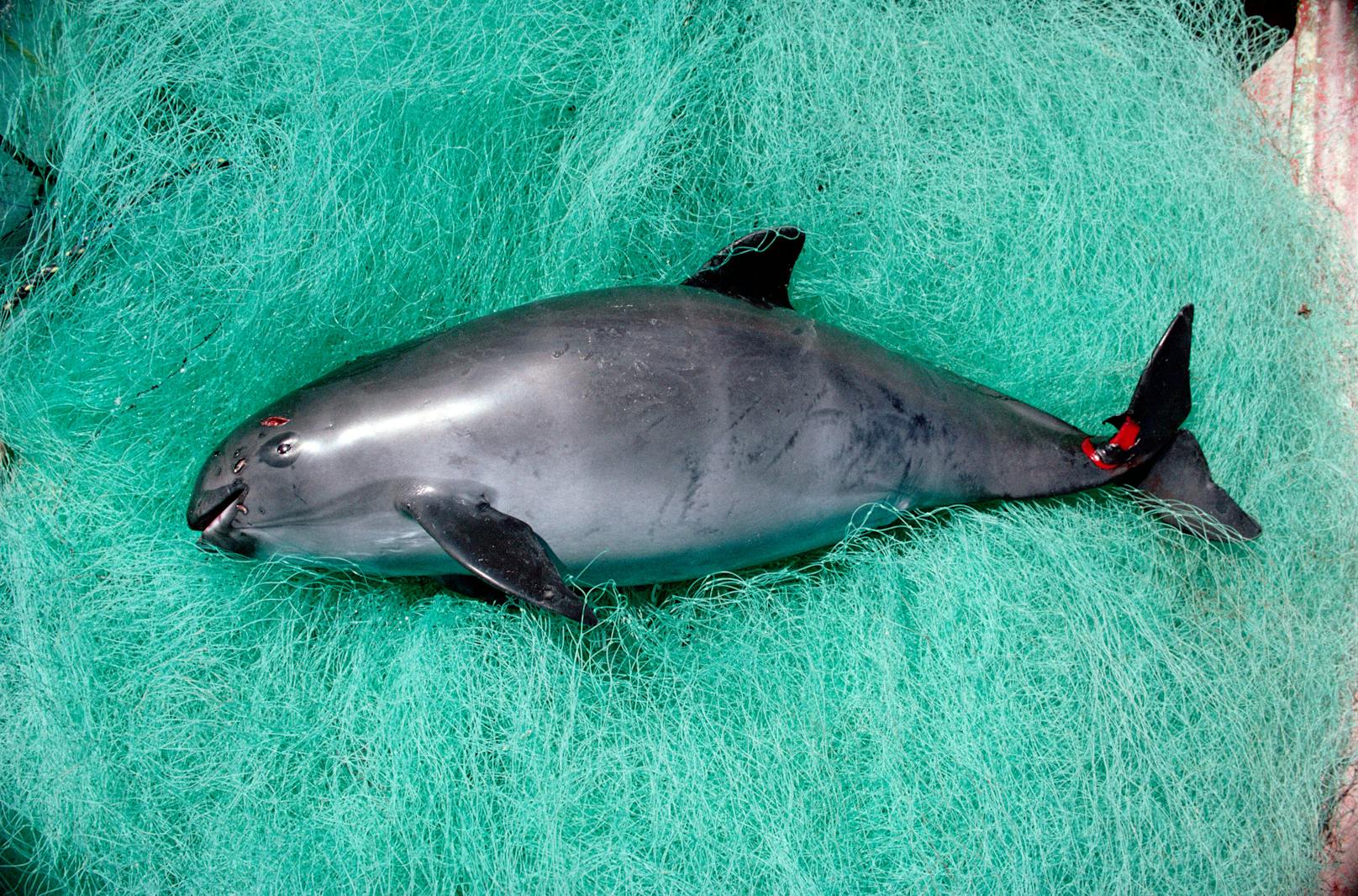 Über eine Million Wale, Delfine, Robben und Seevögel verenden jedes Jahr "als Kollateralschaden der kommerziellen Fischerei", wie ein neuer Bericht der Umweltschutzorganisation WWF zeigt.