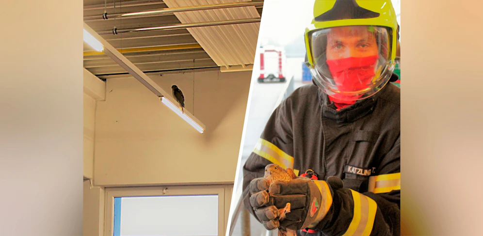 An der Decke des Lagerraums flog der Falke nervös hin und her. Die Feuerwehr Haid fing ihn schließlich ein.