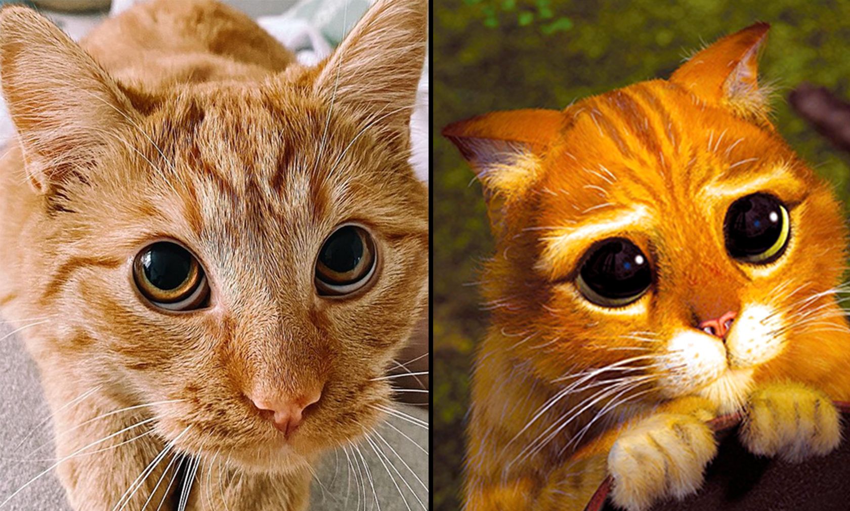 "Master Poe Poe" aus den Niederlanden könnte der Zwilling von Dreamworks "Puss in boots" aus Shrek sein. 