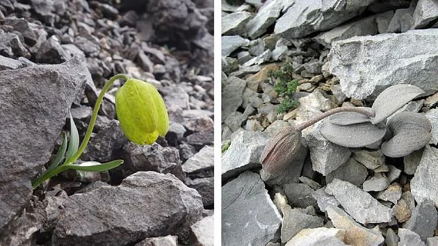 Diese Pflanze hat eine Evolutionsstufe eingeleitet, um sich vorm Menschen zu tarnen.