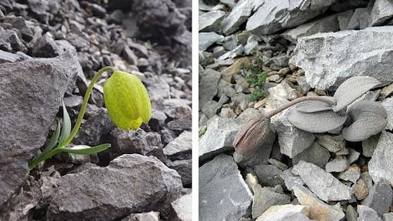 Die Pflanze "Lu Bei" hat eine neue Evolutionsstufe eingeleitet, um sich vorm Menschen zu tarnen.