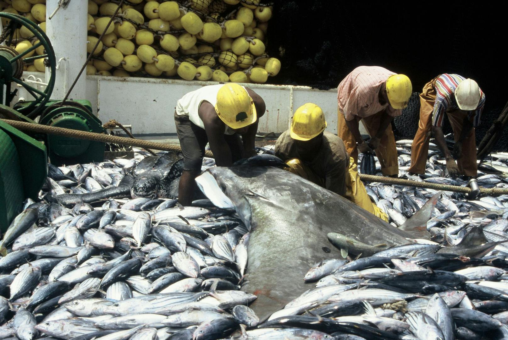 Der ungewollte Fang von Meerestieren in der Fischerei, Beifang genannt, ist eine der größten Bedrohungen für seltene Arten in den Ozeanen.