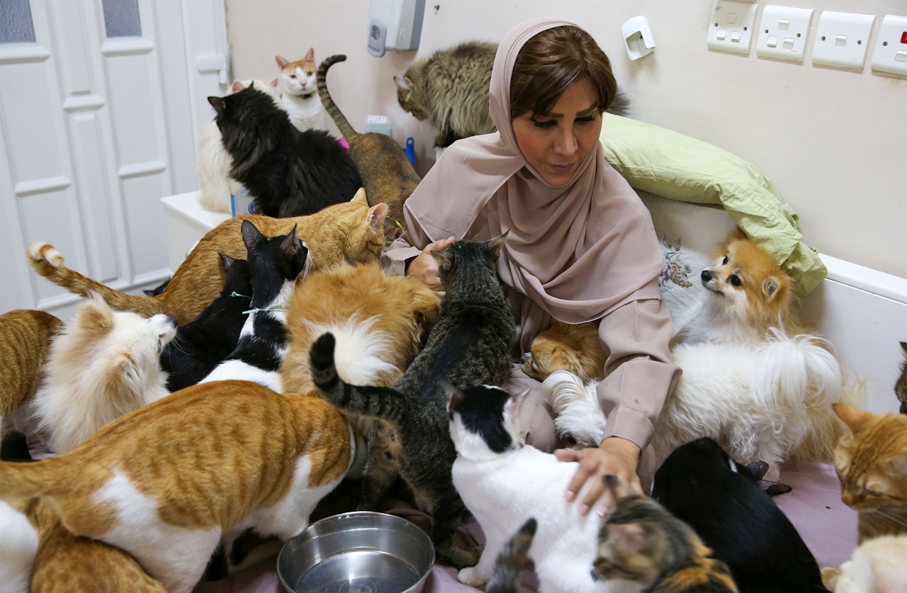 Heute.at - Frau lebt mit fast 500 Katzen zusammen