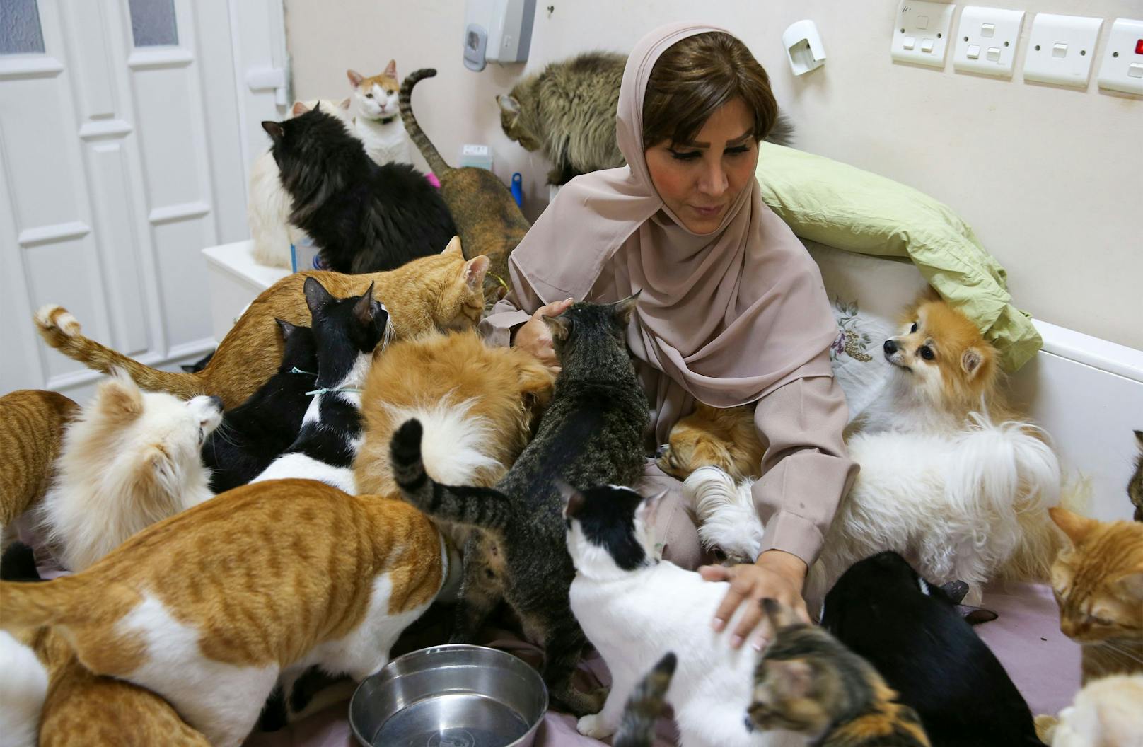 Frau lebt mit fast 500 Katzen zusammen