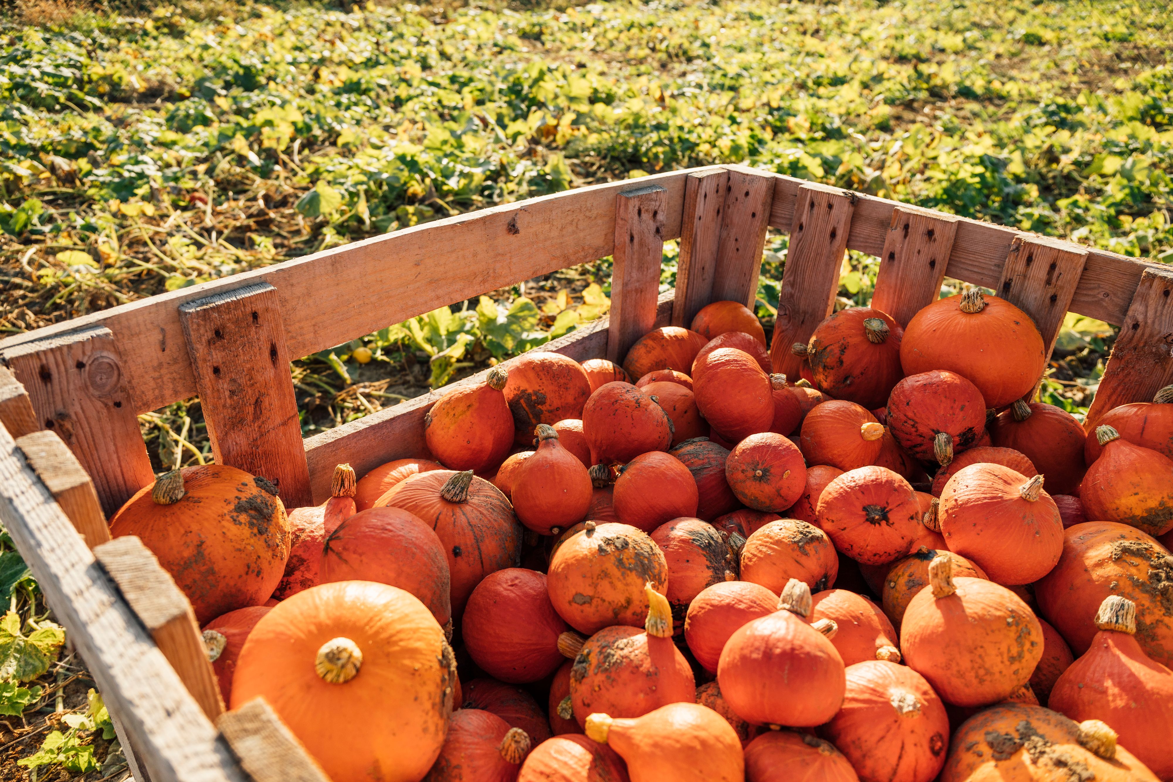 Das Gemüse kommt direkt vom Feld österreichischer Bauern, das Brot von Öfferl und das Schweinefleisch&nbsp;vom Labonca Biohof.