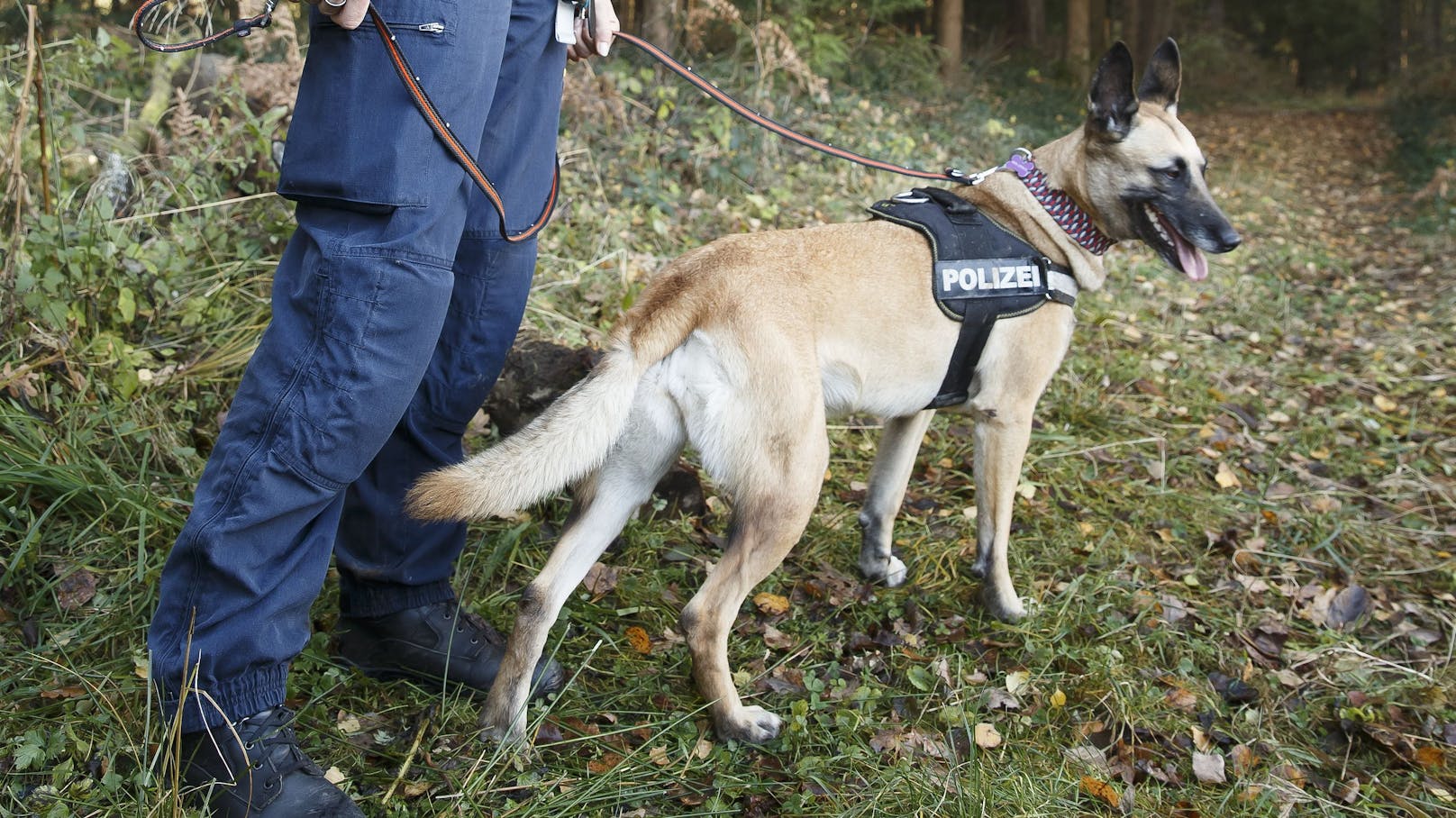 Ein Spürhund der Polizei im Einsatz. Symbolbild