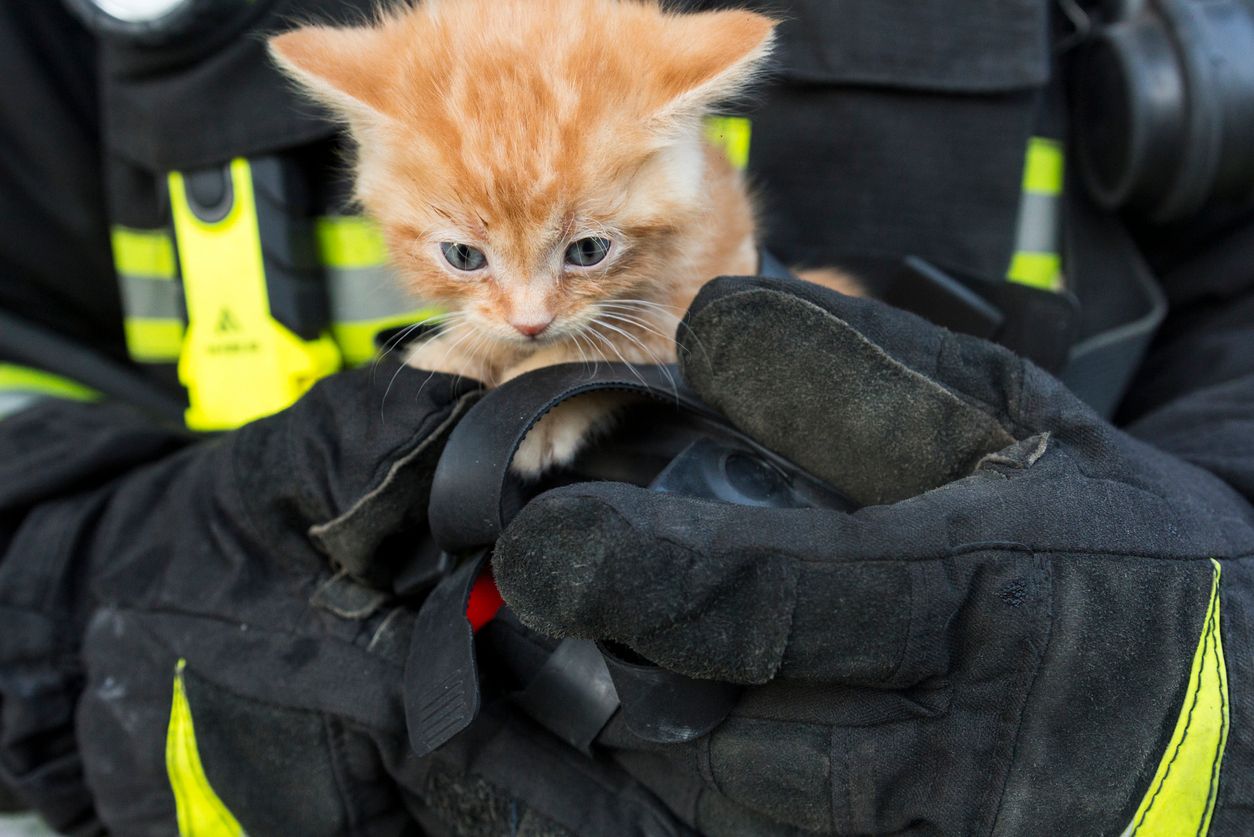 Katze in den Händen eines Feuerwehrmannes (Symbolbild)