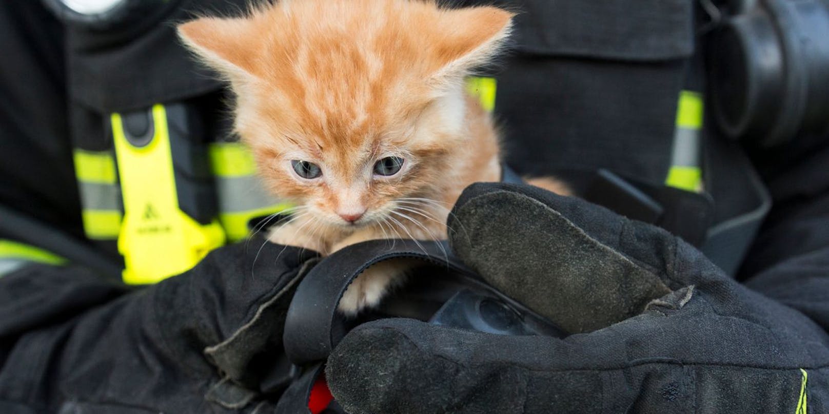 Katze in den Händen eines Feuerwehrmannes (Symbolbild)