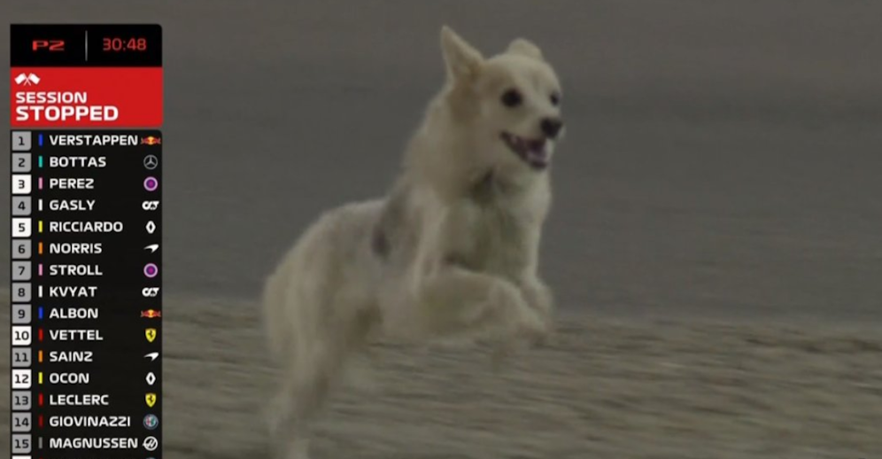 Der Flitzer-Hund von Bahrain