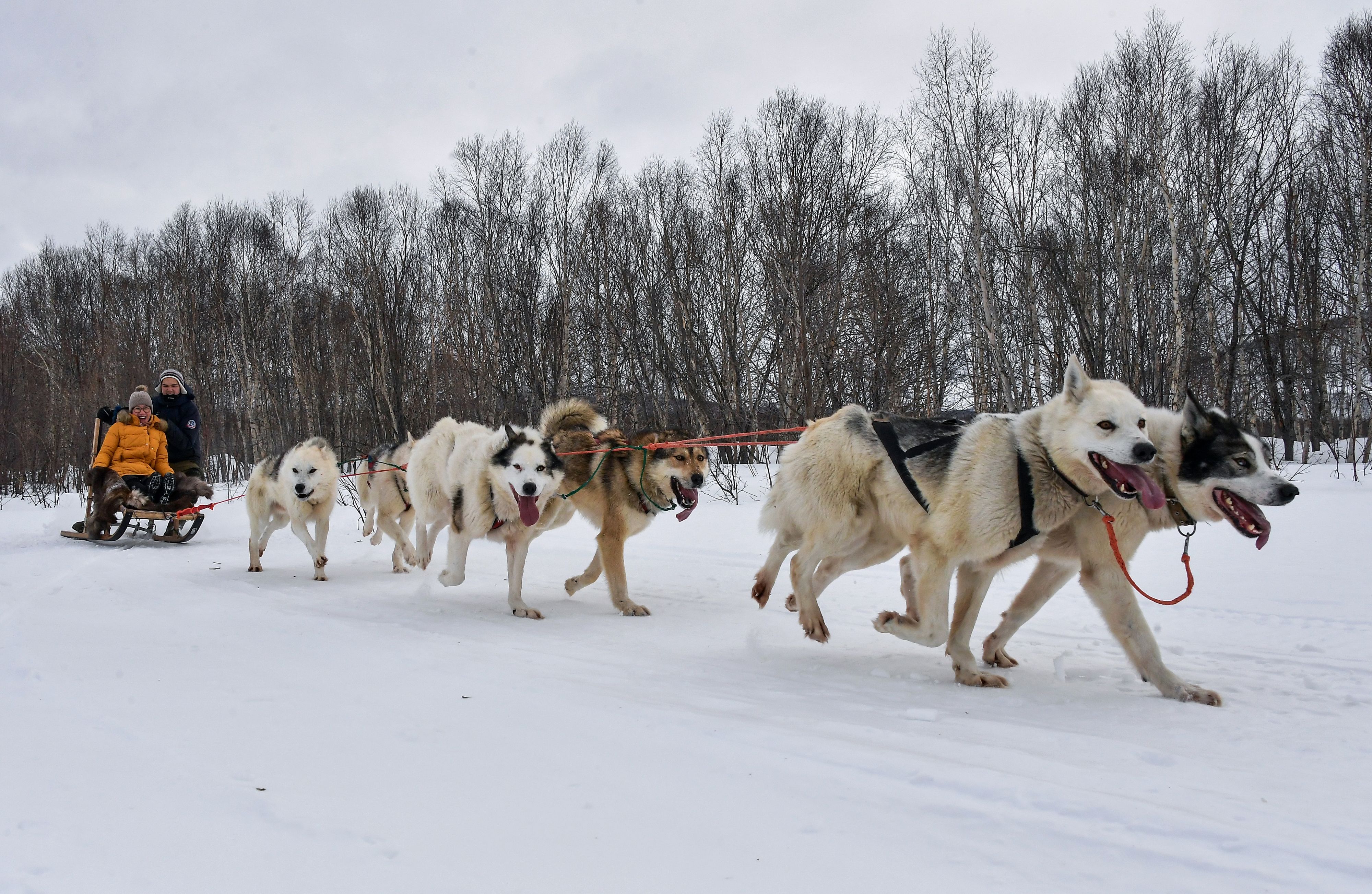 Die Besitzer der Schlittenhunde sind auf den ausgefallenen Wintertourismus angewiesen. Die Tiere sind zu teuer. 
