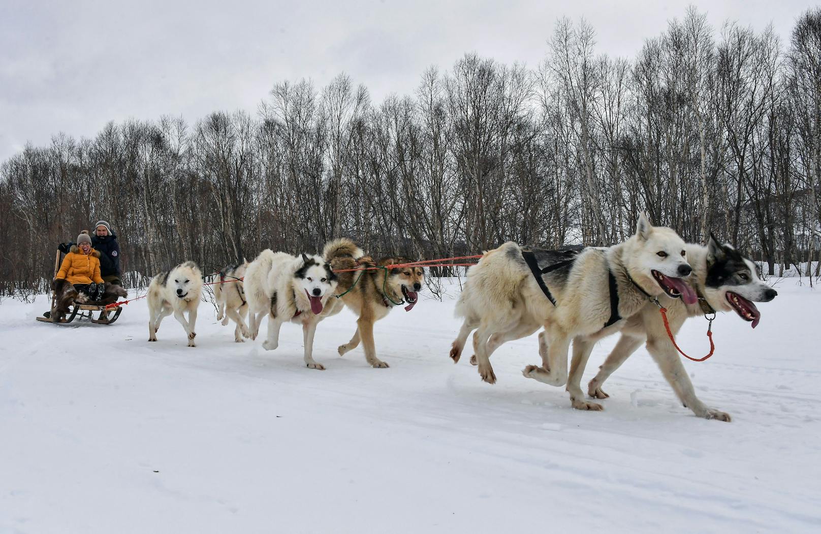 Die Besitzer der Schlittenhunde sind auf den ausgefallenen Wintertourismus angewiesen. Die Tiere sind zu teuer. 