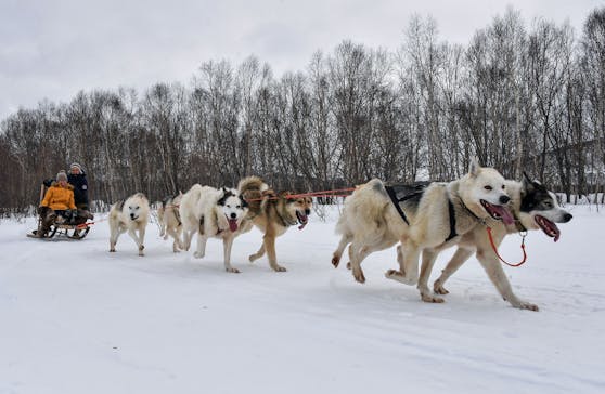 Die Besitzer der Schlittenhunde sind auf den ausgefallenen Wintertourismus angewiesen. Die Tiere sind zu teuer.