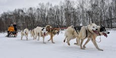 Norwegens Schlittenhunde müssen wegen Corona sterben
