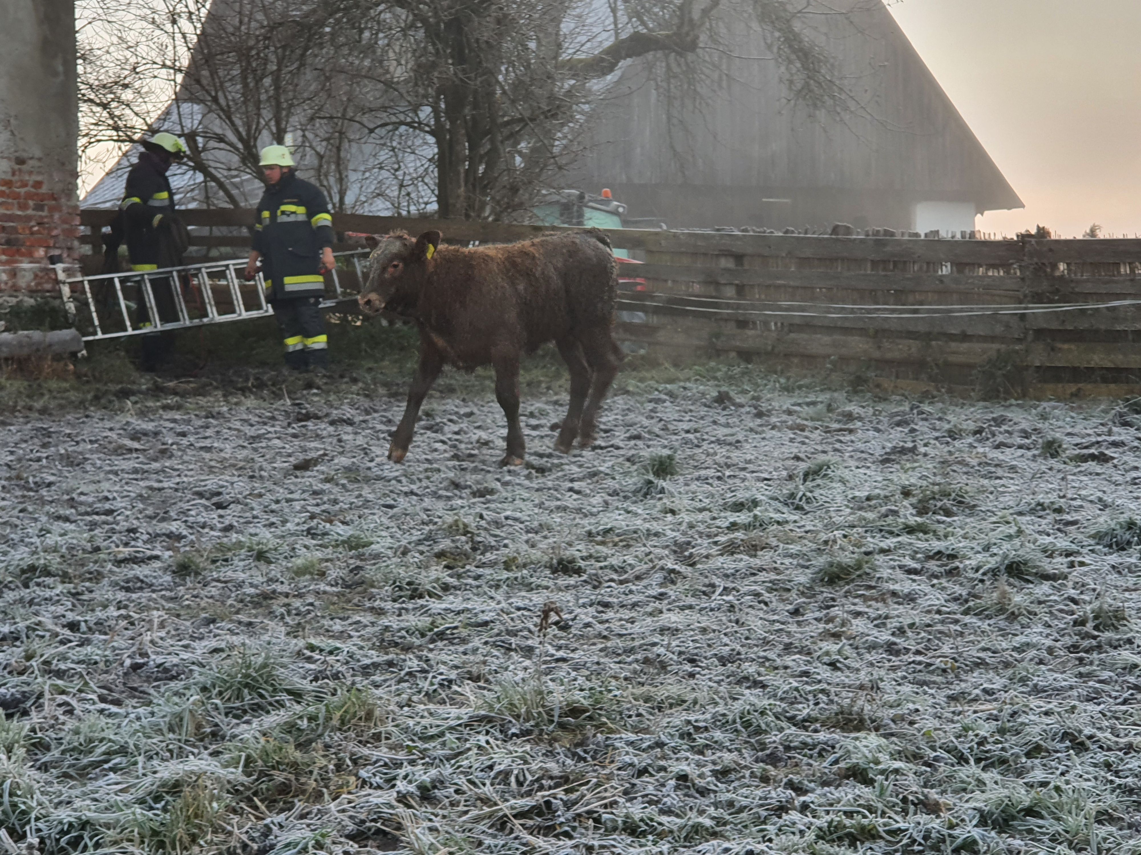 Das doppelt gerettete Kalb.