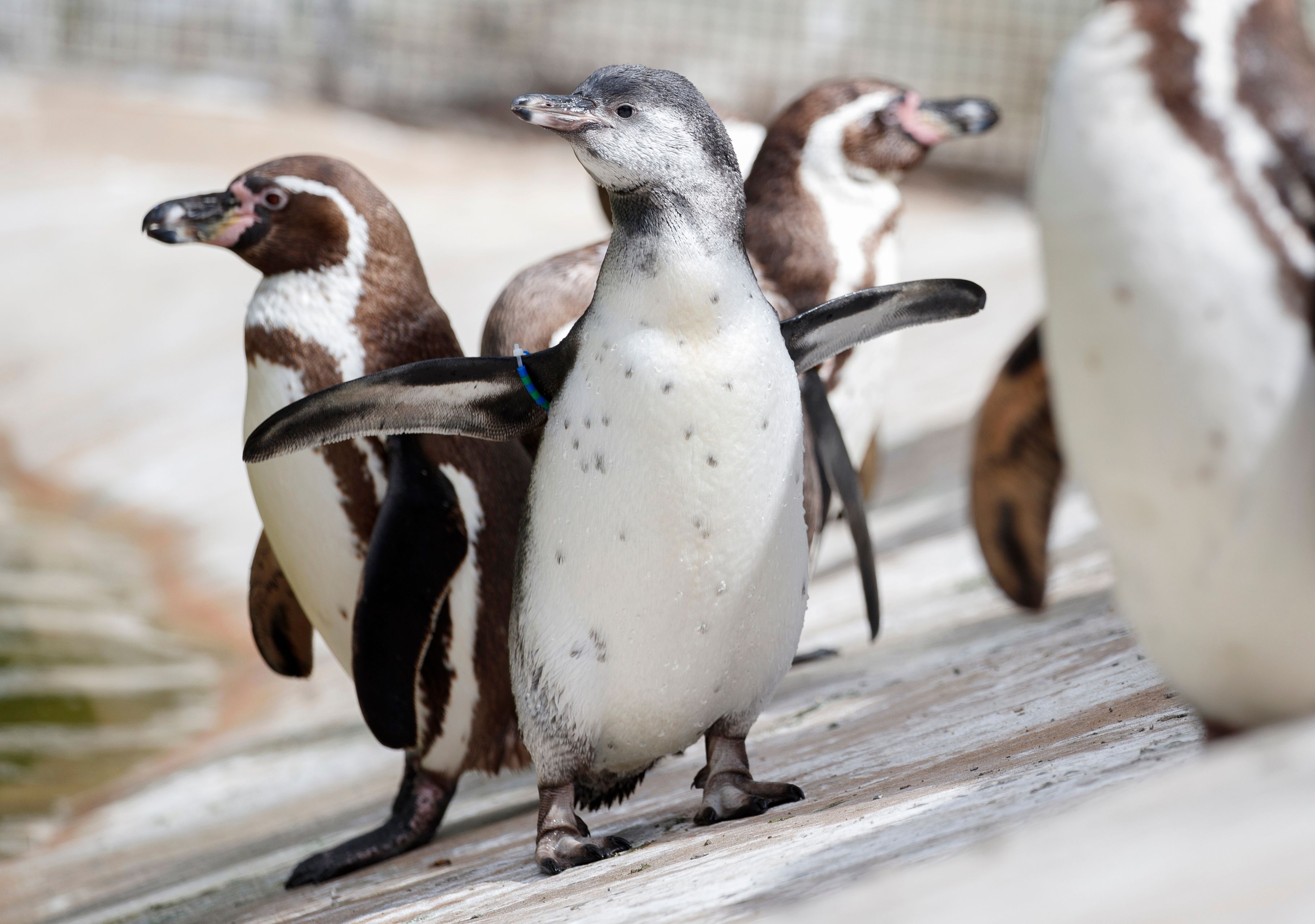 Auf den Galapagos-Inselns wurde nun ein schneeweißer Pinguin entdeckt. 