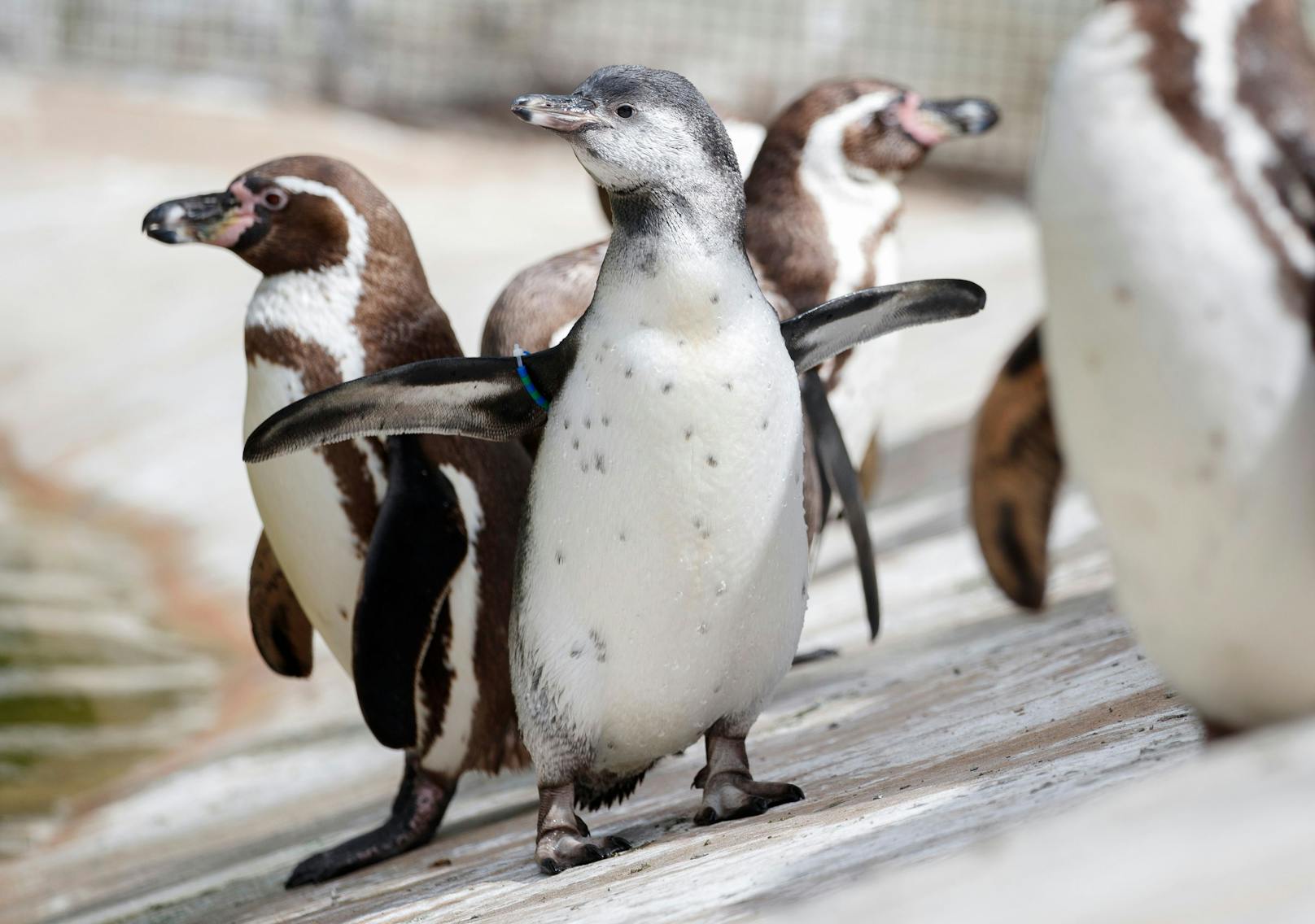 Auf den Galapagos-Inselns wurde nun ein schneeweißer Pinguin entdeckt. 
